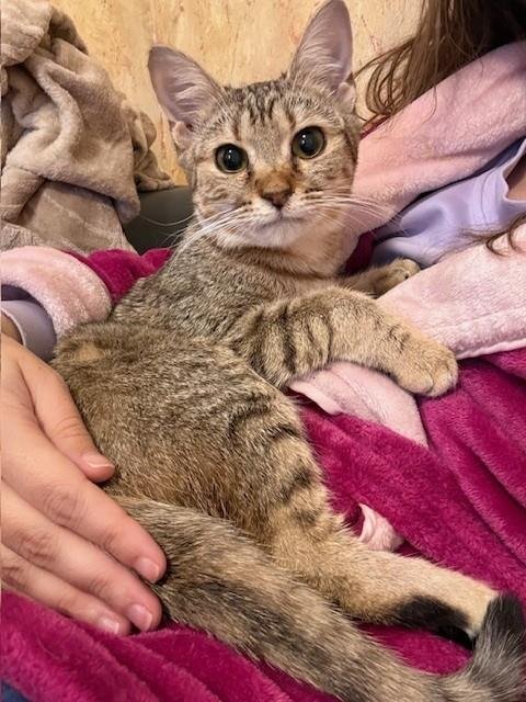 CALLIOPE - Domestic Short Hair available for adoption