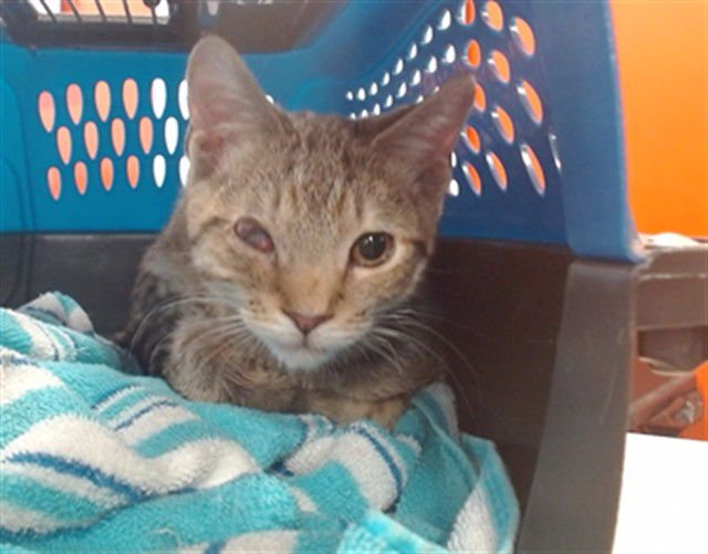 DR ROBINAVITCH - Domestic Short Hair available for adoption