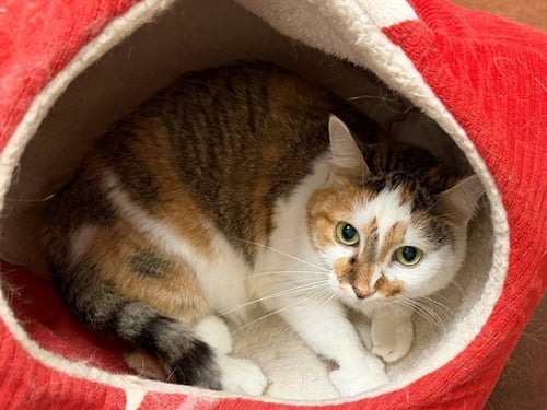 HANNAH - Domestic Short Hair available for adoption
