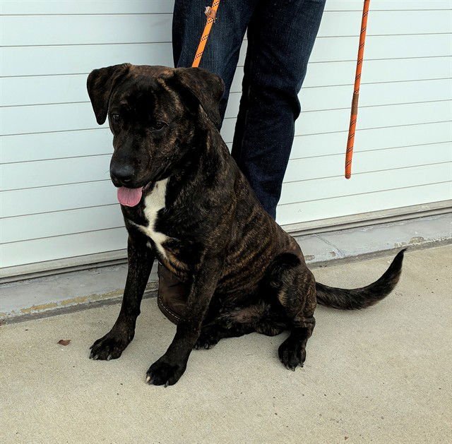 AUTUMN CRISP GRAPES - Labrador Retriever available for adoption