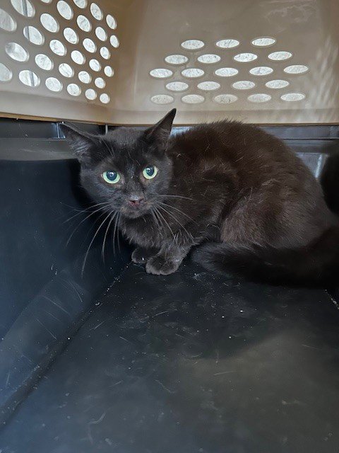SEA SHELLS - Domestic Short Hair available for adoption