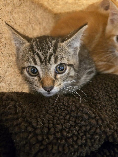 TIGGER - Domestic Short Hair available for adoption