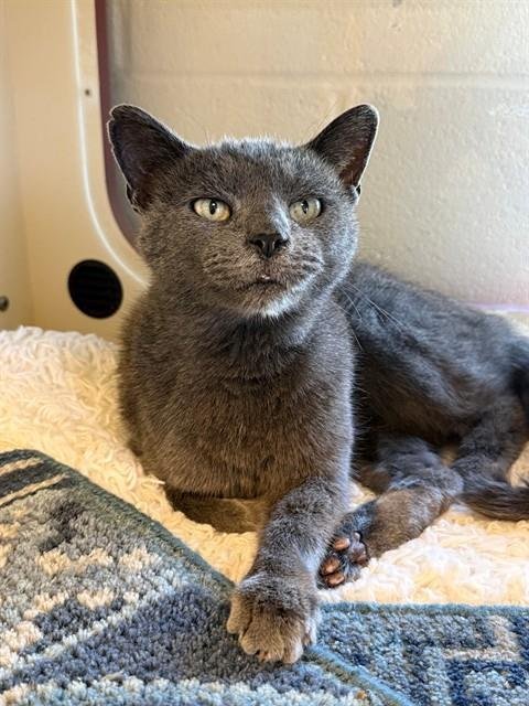 SILVER MIST - Domestic Short Hair available for adoption