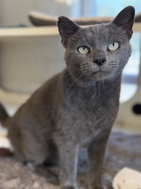 SILVER MIST - Domestic Short Hair available for adoption