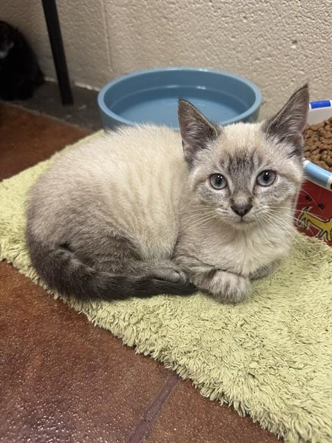 HEMLOCK - Domestic Short Hair available for adoption