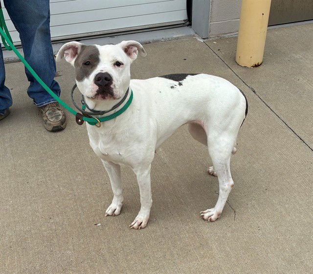 PRISCILLA - American Staffordshire Terrier available for adoption