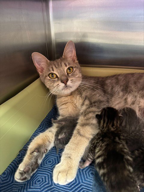 ESMERELDA - Domestic Short Hair available for adoption