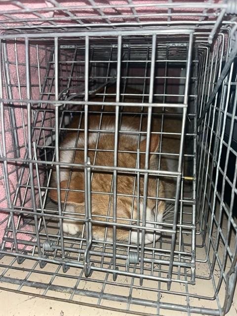 ORANGE CREAM SODA - Domestic Short Hair available for adoption