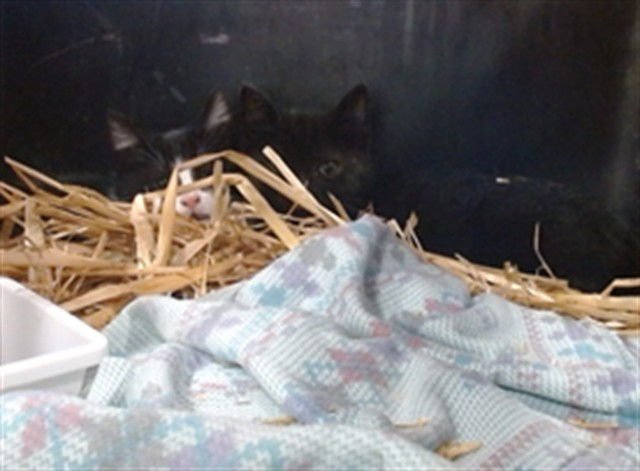 HUTCH - Domestic Short Hair available for adoption