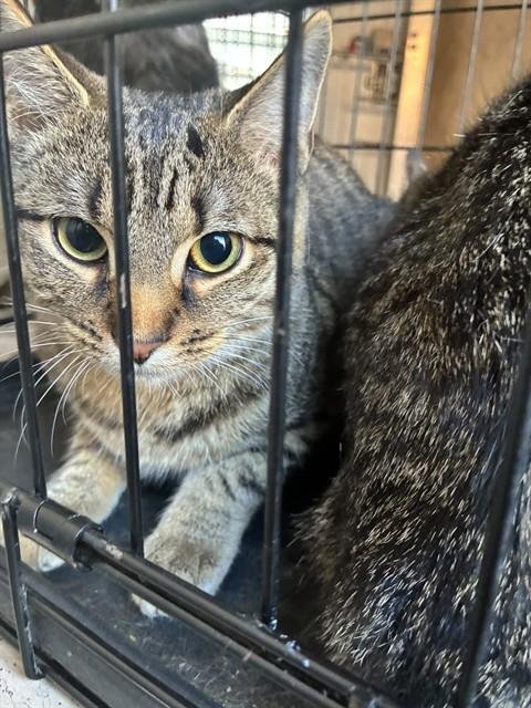 RECO - Domestic Short Hair available for adoption