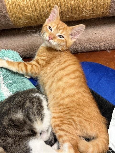 CAMSHAFT - Domestic Short Hair available for adoption