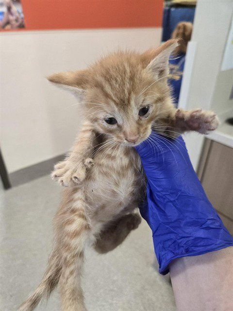 CAMSHAFT - Domestic Short Hair available for adoption