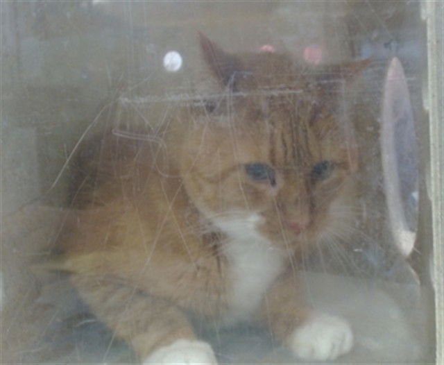 SCALLOP - Domestic Short Hair available for adoption