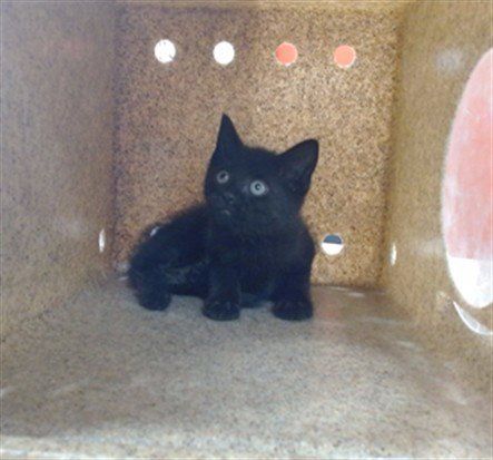ROGER - Domestic Short Hair available for adoption