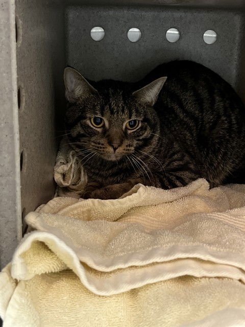 TINKERTON - Domestic Short Hair available for adoption