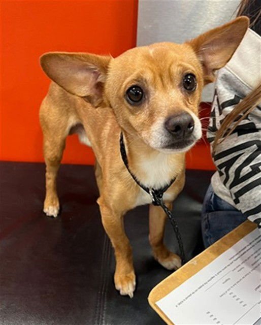 LEGEND OF ZELDA - Chihuahua available for adoption