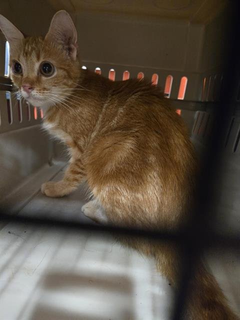 A799857 - Domestic Short Hair available for adoption