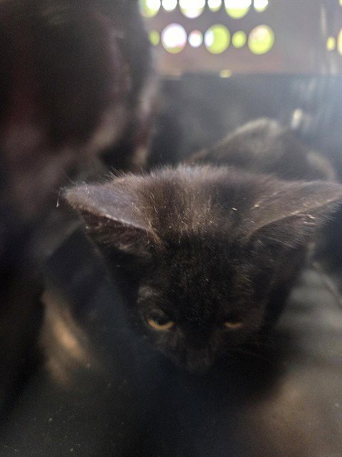 BINX - Domestic Short Hair available for adoption