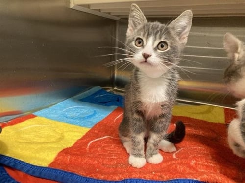 SHELLY - Domestic Short Hair available for adoption