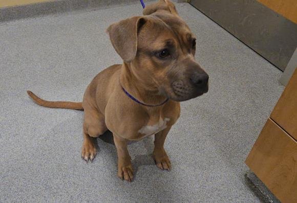 NOLA - Pit Bull Terrier available for adoption