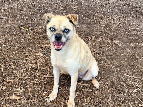 KOKI - Pug / Cairn Terrier available for adoption