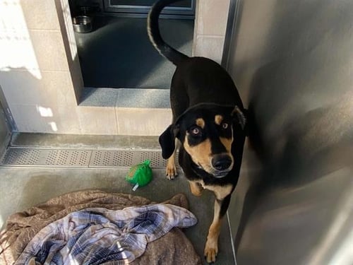 JIM - Doberman Pinscher available for adoption