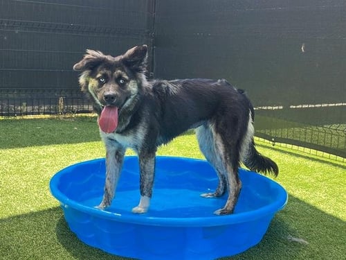 PIXIE - Australian Shepherd available for adoption