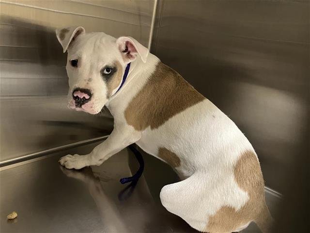 FOOTLOOSE - Pit Bull Terrier available for adoption