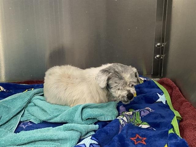 AGATHA - Shih Tzu available for adoption