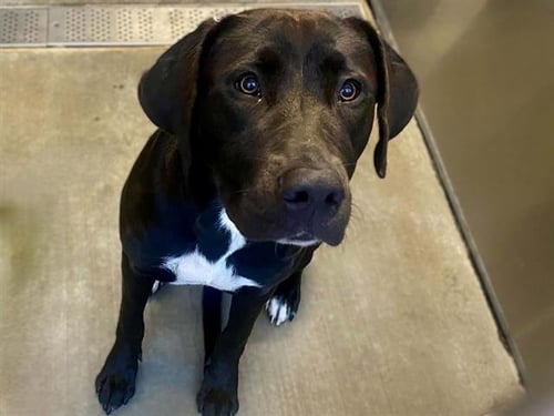 LACY - Labrador Retriever available for adoption