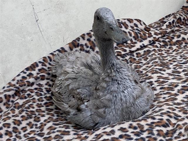 GOLIATH - Duck available for adoption