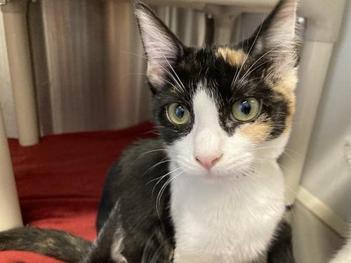 VERONICA - Domestic Short Hair available for adoption