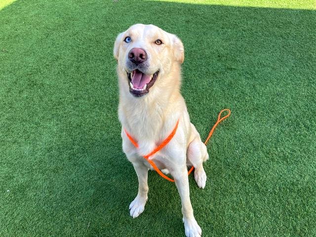 BANJO - Labrador Retriever / Siberian Husky available for adoption