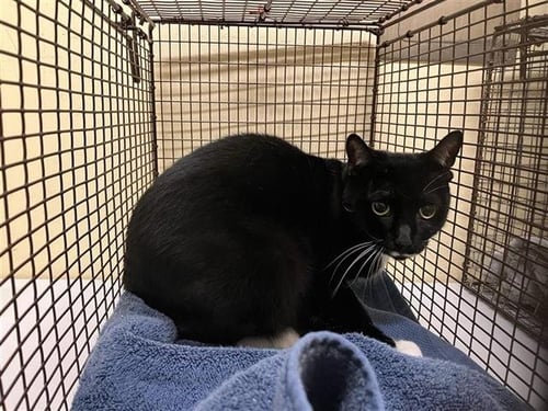 JASMINE - Domestic Short Hair available for adoption