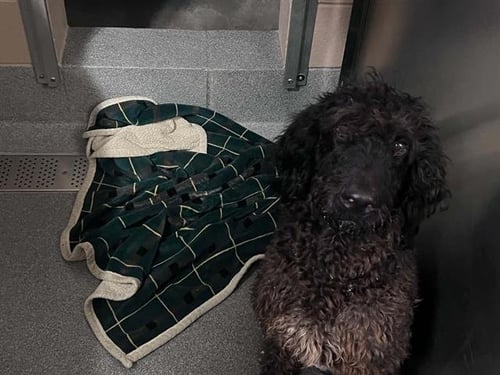 MICHAEL - Poodle (Standard) available for adoption
