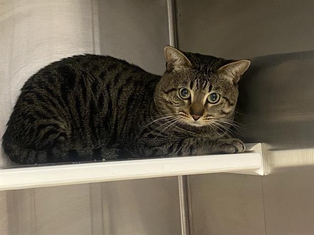 DAVEY - Domestic Short Hair available for adoption