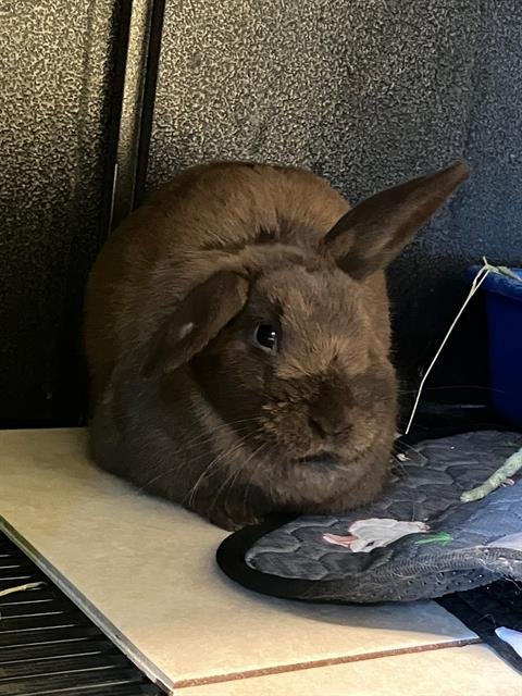 HEIDI - Shorthaired Rabbit / American Fuzzy Lop available for adoption