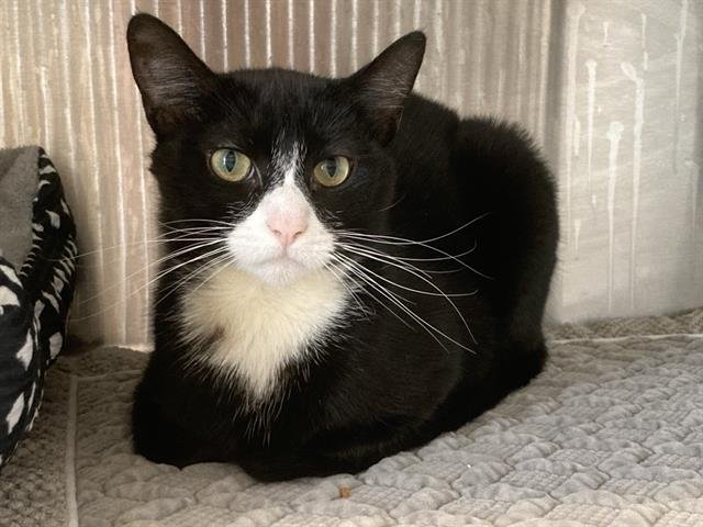 SYLVESTER - Domestic Short Hair available for adoption