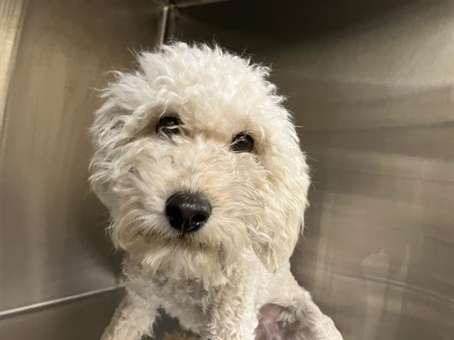 COTTON CANDY - Poodle (Miniature) available for adoption