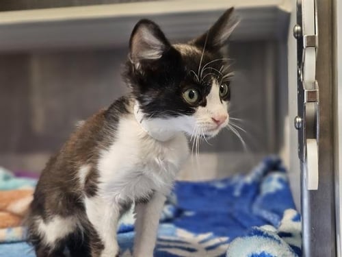 MARCUS - Domestic Short Hair available for adoption