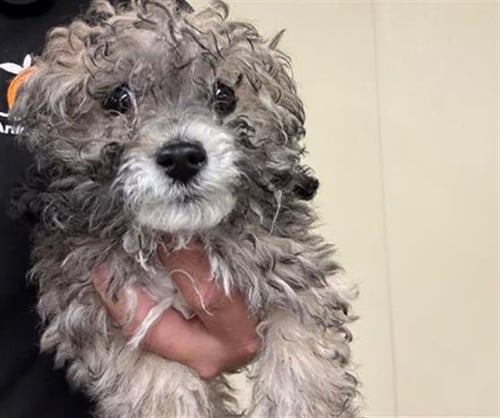 PRINCESS SPARKLE - Lhasa Apso / Poodle (Miniature) available for adoption