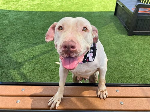 SOLARA - Pit Bull Terrier available for adoption