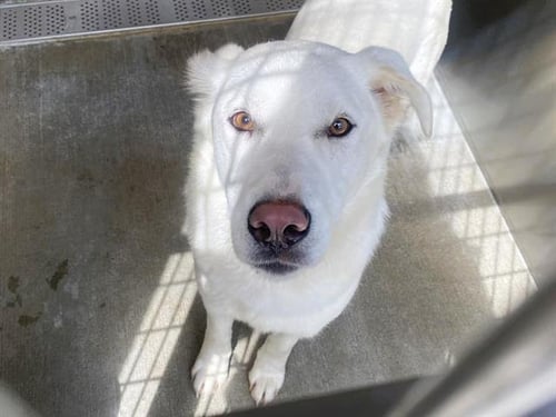 THEODORE - Labrador Retriever available for adoption