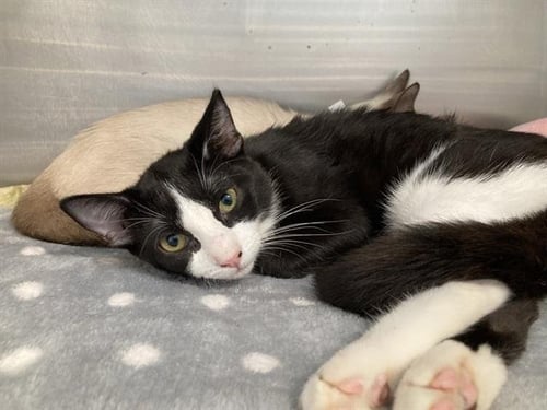 ANADAMA - Domestic Short Hair available for adoption