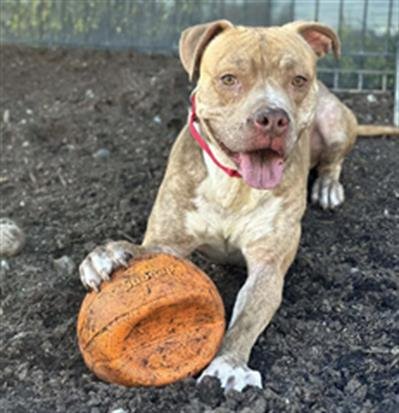 HASSELHOFF - Pit Bull Terrier available for adoption