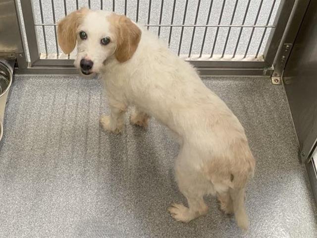 WAFFLE - Beagle / Parson Russell Terrier available for adoption