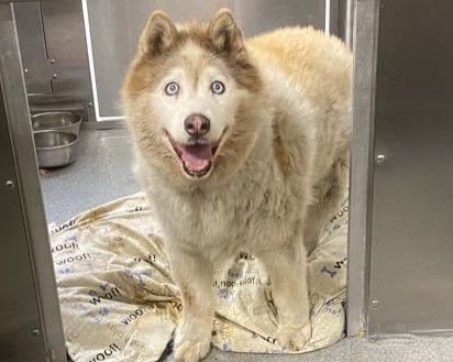 DREW - Siberian Husky available for adoption