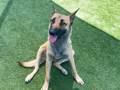 HONEY - German Shepherd Dog available for adoption