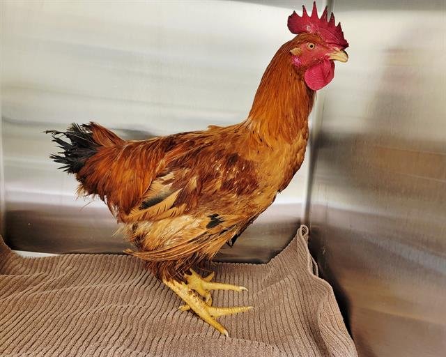 MR CLUCK Image