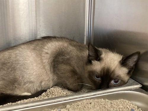 OMEN - Siamese available for adoption